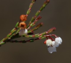Erica leptopus