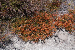 Erica leptopus