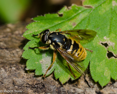 Temnostoma alternans