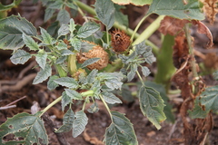 Datura stramonium