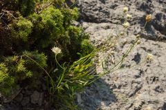 Cephalaria coriacea