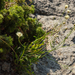 Cephalaria coriacea - Photo (c) Марина Горбунова-Ëлкина, algunos derechos reservados (CC BY-NC), subido por Марина Горбунова-Ëлкина