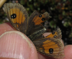 Argyrophenga janitae