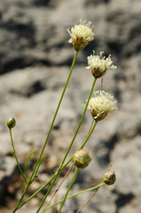 Cephalaria coriacea
