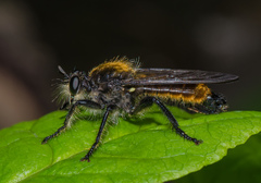 Laphria aktis