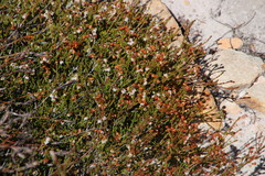 Erica leptopus