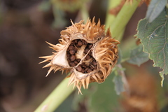 Datura stramonium