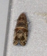 Lobesia transtrifera