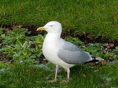 Larus argentatus