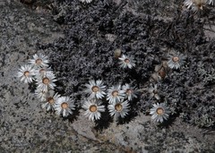 Helichrysum stoloniferum