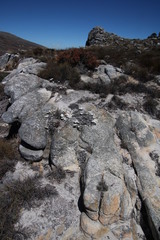 Helichrysum stoloniferum