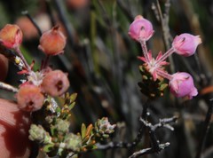 Erica oresigena