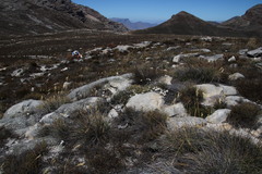 Helichrysum stoloniferum