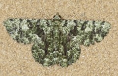 Aeolochroma hypochromaria
