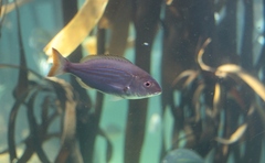 Pterogymnus laniarius