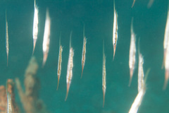 Centriscus scutatus