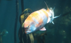 Chrysoblephus gibbiceps