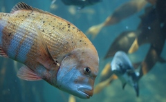 Chrysoblephus gibbiceps