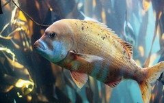 Chrysoblephus gibbiceps