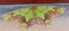 Agathia hemithearia