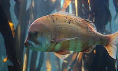 Chrysoblephus gibbiceps