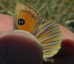 Argyrophenga janitae