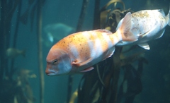 Chrysoblephus gibbiceps