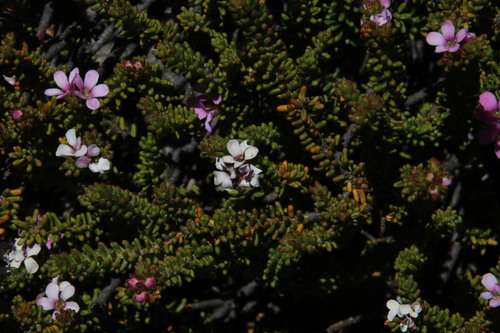 Image of Acmadenia teretifolia by (c) Tony Rebelo, some rights reserved (CC BY-SA)