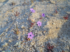 Gilia tenuiflora
