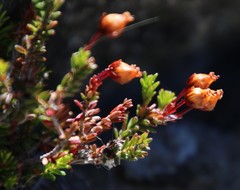 Erica oresigena