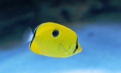 Chaetodon interruptus