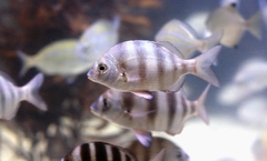 Diplodus hottentotus