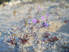 Gilia tenuiflora
