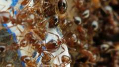 Solenopsis saevissima