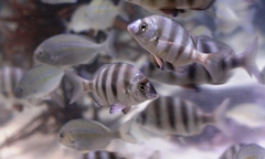 Diplodus hottentotus