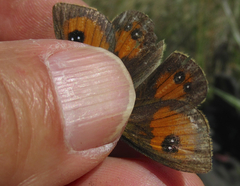 Argyrophenga janitae