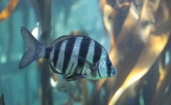 Diplodus hottentotus