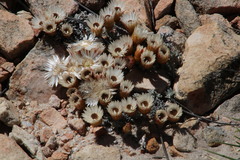 Helichrysum stoloniferum