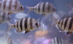 Diplodus hottentotus
