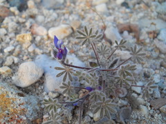 Lupinus concinnus