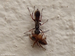 Agenioideus