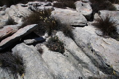 Euryops othonnoides
