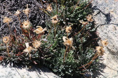 Euryops othonnoides