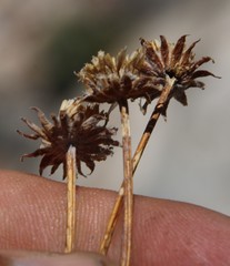 Euryops othonnoides