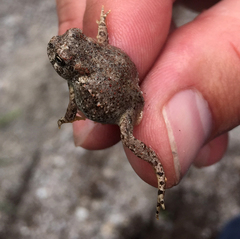 Anaxyrus microscaphus