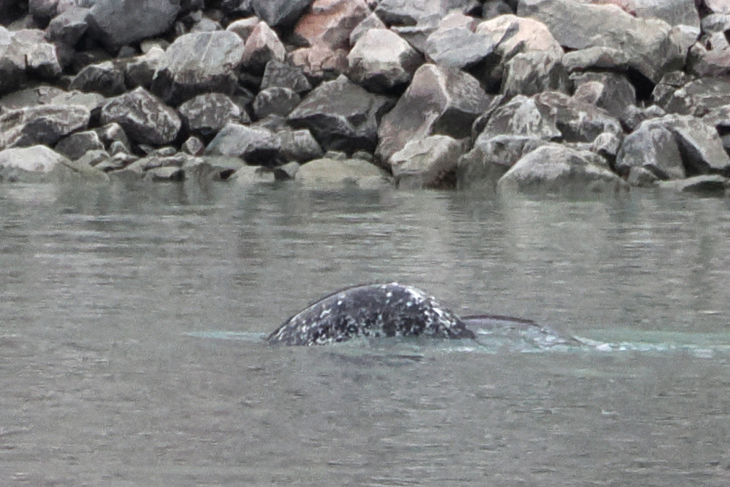 Mottled back of a narwhal near a rocky Arctic shore, Nunavut