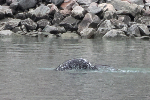 Narwhal (Monodon monoceros)