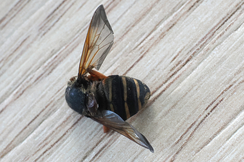 Wood's Pond Fly