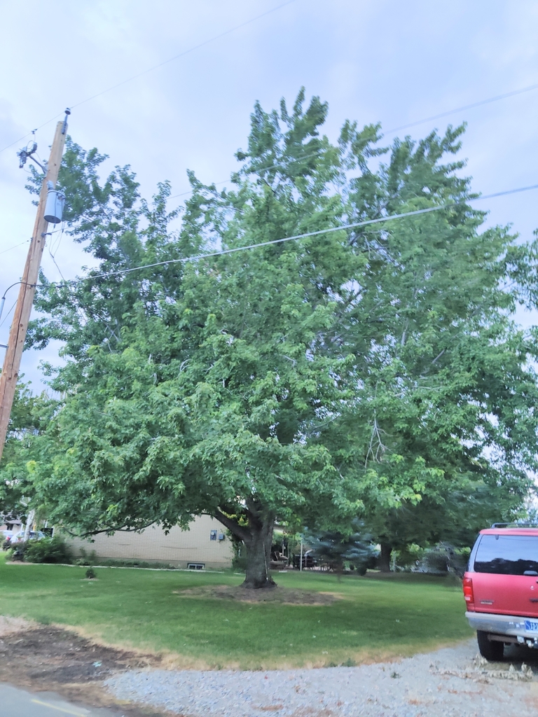 box elder from Mapleton, UT, USA on August 3, 2023 at 0835 PM by