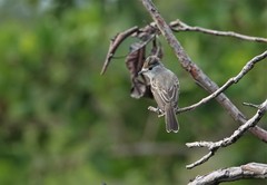 Xenopsaris albinucha